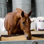 Wholesale Horse Feed Suppliers: Choosing Reliability