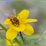 How to Redirect Bees From Fruit Trees Without Pesticides