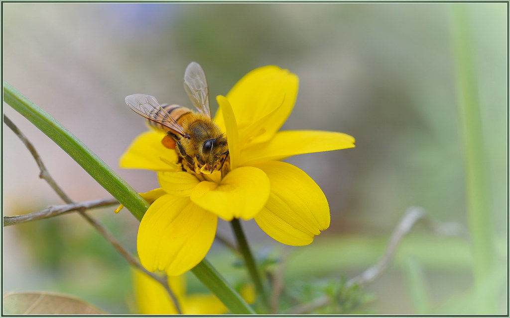 How to Redirect Bees From Fruit Trees Without Pesticides