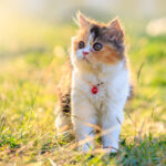 kittens for sale tucson