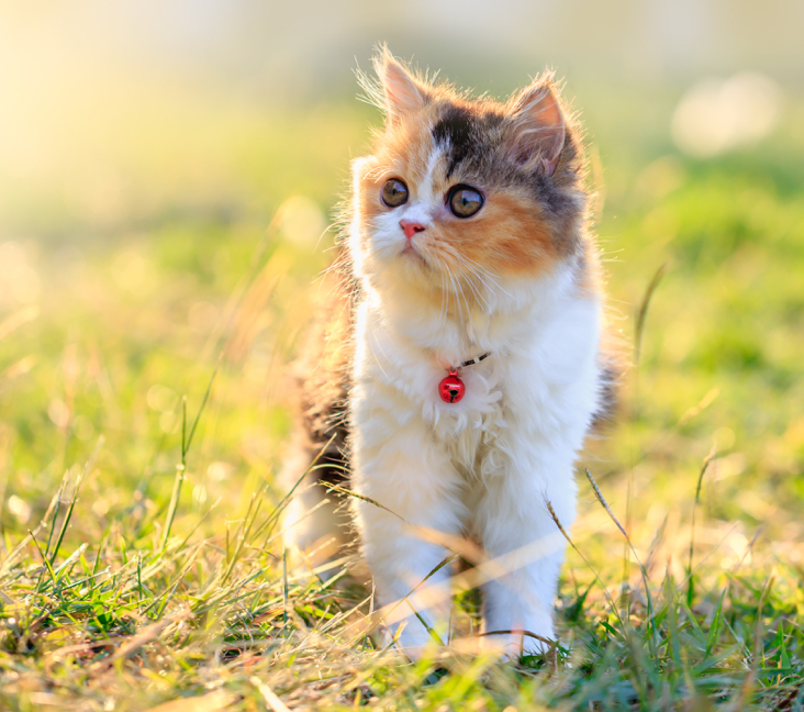 kittens for sale tucson