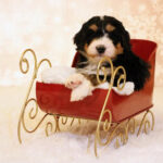 f1 bernedoodle puppies