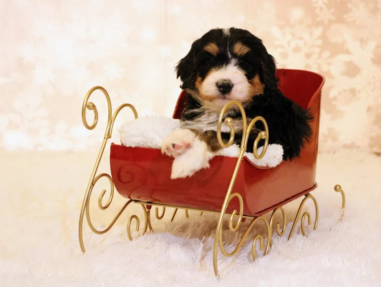 f1 bernedoodle puppies