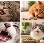 Keep That Purrfect Smile - Why Cat Dental Treats Are More Than Just a Tasty Snack