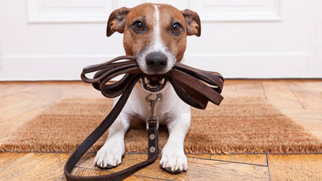 collars & leashes for Rescue Dogs