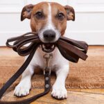 collars & leashes for Rescue Dogs