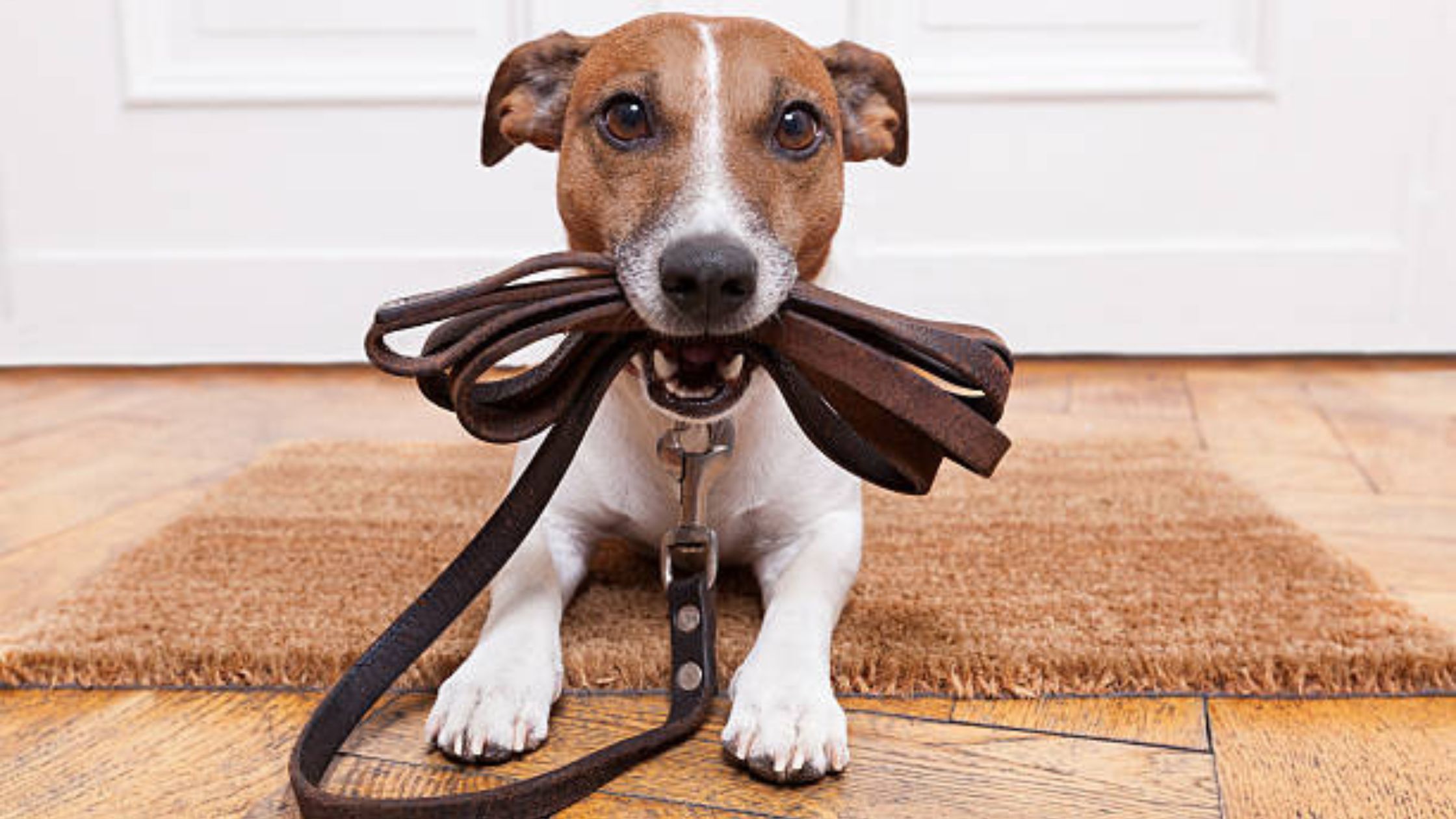 collars & leashes for Rescue Dogs