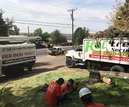 K & C Tree Service Experts – Professional Tree Services in Salt Lake City, UT