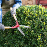 Professional Tree Care Built on Trust, Precision, and Experience