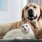 pet care planning