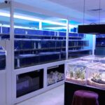 Best saltwater fish store online
