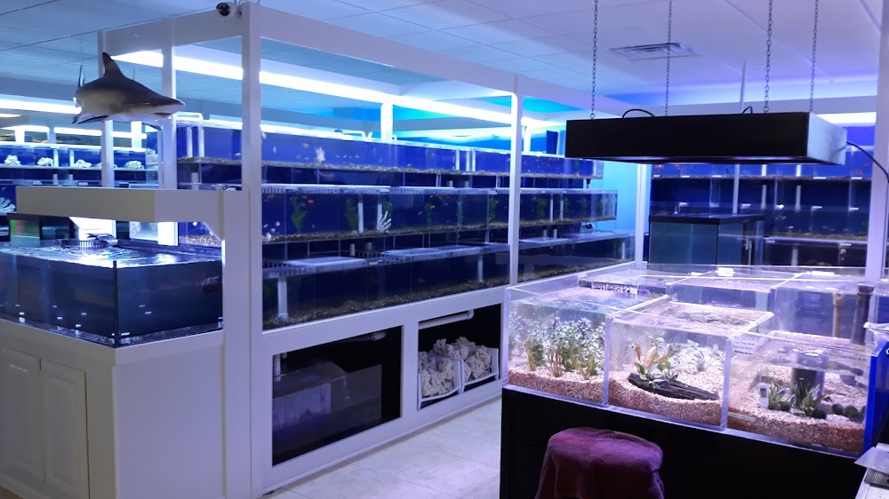 Best saltwater fish store online