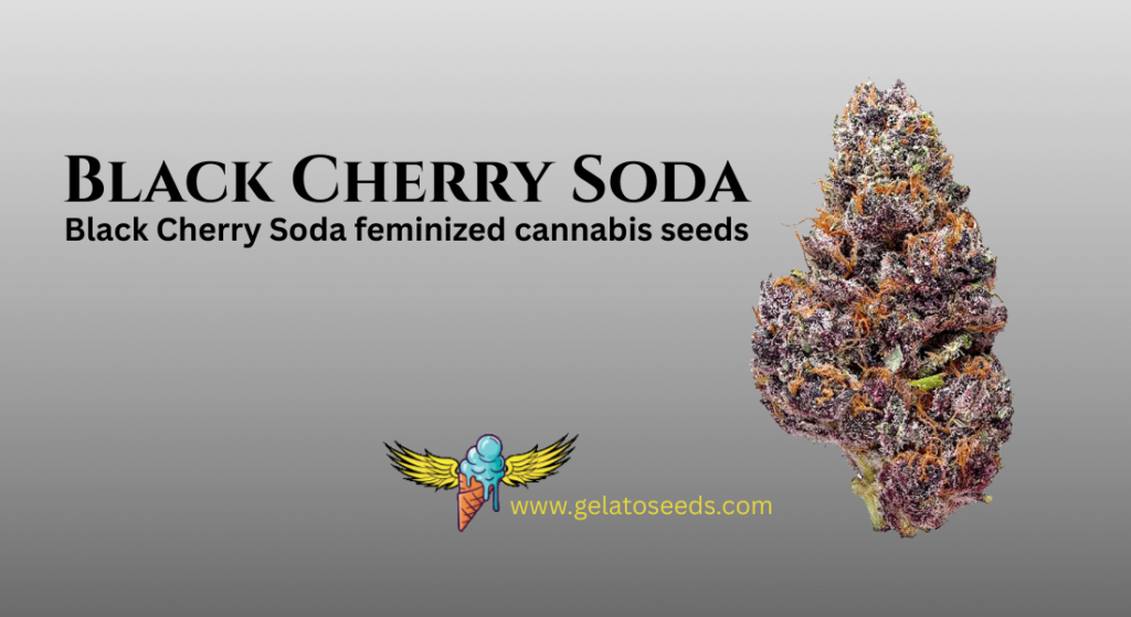 Exploring the Sensory Depth of Sweet Terpene Seeds