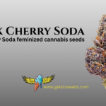 Exploring the Sensory Depth of Sweet Terpene Seeds