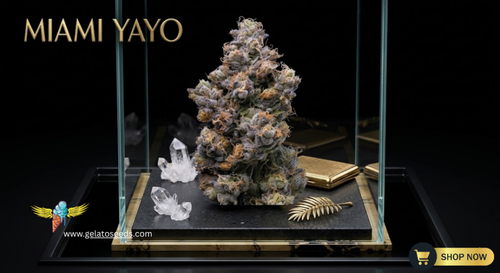 Miami Yayo Seeds: The Ultimate High-Performance Hybrid for Your Garden