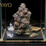Miami Yayo Seeds: The Ultimate High-Performance Hybrid for Your Garden