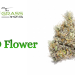 Discovering Quality Botanical Options: Your Guide to CBD Flower Near Me