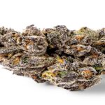 Jokerz Seeds: High-Quality Feminized Seeds | Gelato Seeds