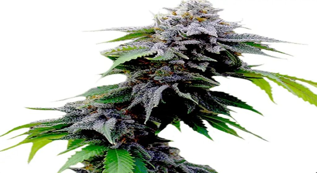 Blueberry Cookies Seeds: Premium Feminized Seeds | Gelato Seeds
