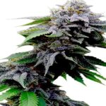 Blueberry Cookies Seeds: Premium Feminized Seeds | Gelato Seeds