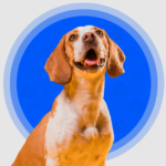 Ultimate Guide to Dog Poop Pickup in DFW – Professional Dog Waste Removal & Pooper Scooper Services