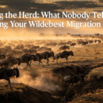 best time to see wildebeest migration