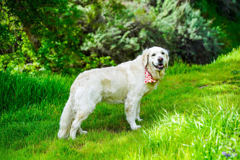 English cream golden retriever breeders