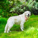 English cream golden retriever breeders