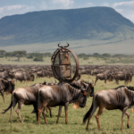 Great Wildebeest Migration