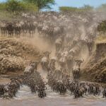 best time to see wildebeest migration
